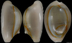 Cypraea annulus (Philippines, 20,1mm) with sand inclusion