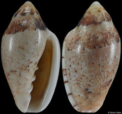 Marginella obliqua (South Africa, 21,5mm)