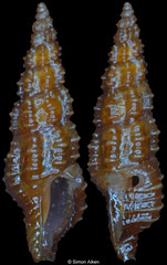 Pseudorhaphitoma sexcostata (Philippines, 6,4mm)
