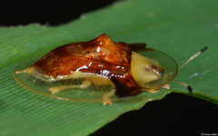 Tortoise beetle (Cassidinae sp.), Lakxao, Bolikhamsai Province, Laos
