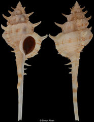 Vokesimurex kiiensis (Philippines, 72,9mm) F++ €6.00 (specimens for sale are 70mm+ and are of the same quality as the specimen illustrated)