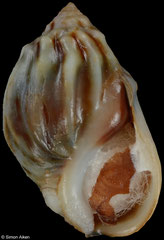 Melanopsis cf. macrostoma (Morocco, 12,6mm)