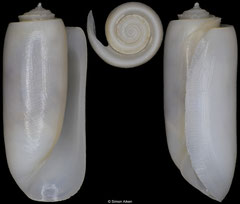 Truncacteocina coarctata (Philippines, 8,8mm) F+++ €3.00 (specimens for sale are 7-8mm and are of the same quality as the specimen illustrated)