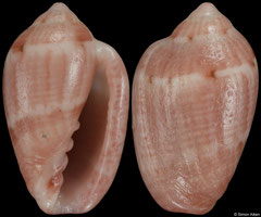 Marginella transkeiensis (South Africa, 12,9mm) F+/F++ €5.50 (specimens for sale are 11-12mm and are of the same quality as the specimen illustrated)