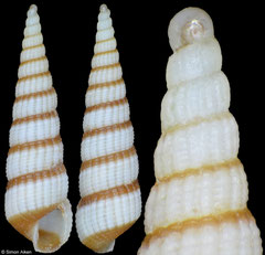 Pyrgiscus sp. nov. (Philippines, 8,6mm)