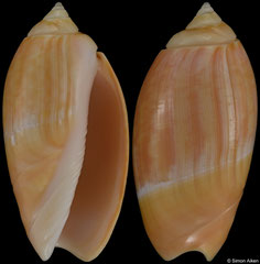 Agaronia gibbosa flavescens (India, 40,2mm)