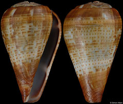 Conus variegatus (Angola, 23,6mm) F+/F++ €12.50