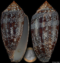 Conus archiepiscopus (Madagascar, 96,6mm)