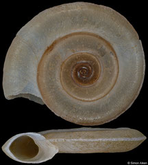 Planorbis carinatus (Armenia, 10,8mm)