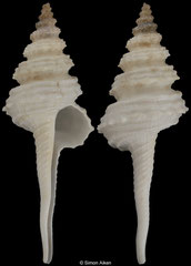 Coluzea juliae (Mozambique, 85,0mm)