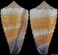 Conus muriculatus (Philippines, 34,4mm)