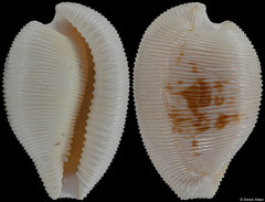 Cypraea capensis form 'cineracea' (South Africa, 28,7mm)