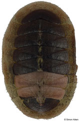 Callochiton crocinus (New Zealand, 20,8mm)