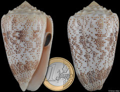 Conus arenatus (Madagascar, 62,6mm)