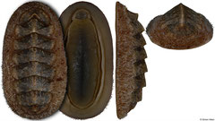 Dinoplax chelazziana (Madagascar, 55,4mm)