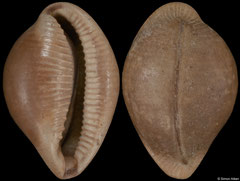 Lozouetina recluzi (Campbon, Loire-Atalntique, France, 14,1mm) Lutetian fossil
