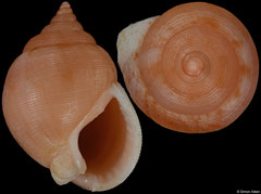Demoulia ventricosa nataliae (South Africa, 16,1mm)