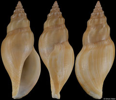 Austrobela sp. (New Caledonia, 37,3mm)