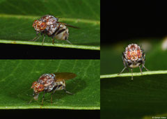 Acalyptrate fly (Lauxaniidae sp.), Perth, Western Australia