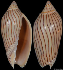 Amoria ellioti (Western Australia, 67,4mm)