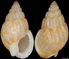Nassarius subtranslucidus (South Africa, 8,9mm)