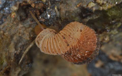 Plectostoma tonkinianum (Kbal Romeas, Kampot Province, Cambodia)