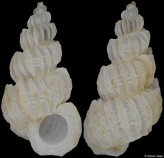 Cirsotrema corolla (Philippines, 6,2mm)