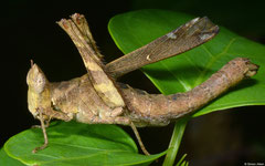 Monkey grasshopper (Erianthus versicolor) female, Kampong Trach, Cambodia