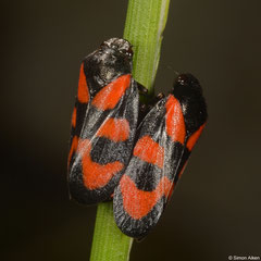 Red-and-black froghopper (Cercopis vulnerata), Worton, Wensleydale, UK