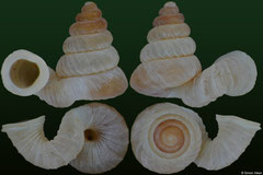 Plectostoma transequatorialis (Indonesia, 2,6mm) (paratype)