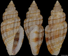 Gingicithara notabilis (Philippines, 3,7mm) F+++ €5.50 (specimens for sale are 3.5-4.0mm and are of the same quality as the specimen illustrated)