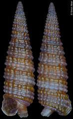 Cautotriphora hervieri (Philippines, 5,7mm) F+++ €2.80 (specimens for sale are 5-6mm and are of the same quality as the specimen illustrated)