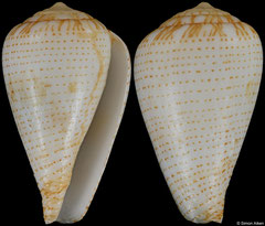 Conus micropunctatus (Angola, 20,2mm) F+/F++ €12.50 (specimens for sale are 19-21mm and are of the same quality as the specimen illustrated)