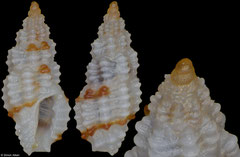 Pseudodaphnella fallax (Philippines, 4,4mm)
