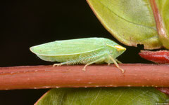 Planthopper (Fulgoromorpha sp.), Kampot, Cambodia