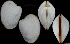 Pliocardia stearnsii (Eastern Aleutian Subduction Zone, 13,5mm)