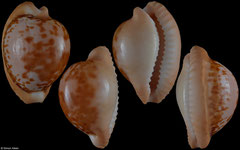 Cypraea connelli (South Africa, 25,8mm)