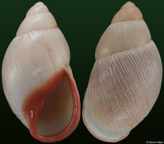 Megalobulimus cf. conicus (Brazil, 78,3mm) F++ €32.00