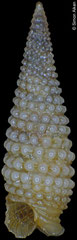 Mesophora granosa (Philippines, 4,6mm) F+++ €1.00 (specimens for sale are 3-4mm and are of the same quality as the specimen illustrated)