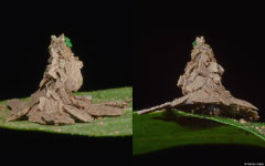 Witch's hat bagworm moth (Pagodiella sp.) larva, Kampong Trach, Cambodia