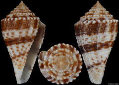 Conus eucoronatus (South Africa, 32,6mm) €23.00