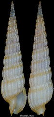 Myurella dedonderi (Philippines, 22,0mm)