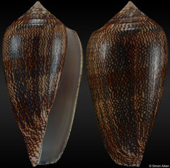 Conus cholmondeleyi (Tanzania, 46,4mm)