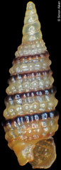 Horologica marianii (Philippines, 2,3mm)