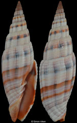 Vexillum dennisoni (Philippines, 55,4mm)