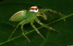 Jumping spider (Viciria praemandibularis), Samal Island, Philippines