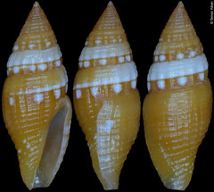 Mitromorpha candeopontis (Philippines, 10,3mm)