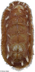 Acanthochitona hemphilli (Belize, 24,4mm)