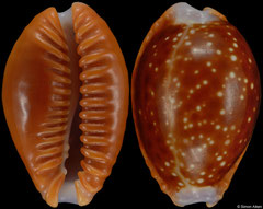 Cypraea helvola form 'argella' (South Africa, 17,5mm) F+++ €3.60 (specimens for sale are 17mm and are of the same quality as the specimen illustrated)