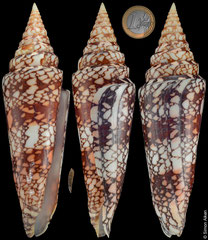 Conus milneedwardsi clytospira (India, 166,4mm) F+/F++ €220.00